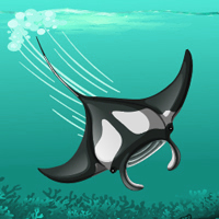 manta-ray killer